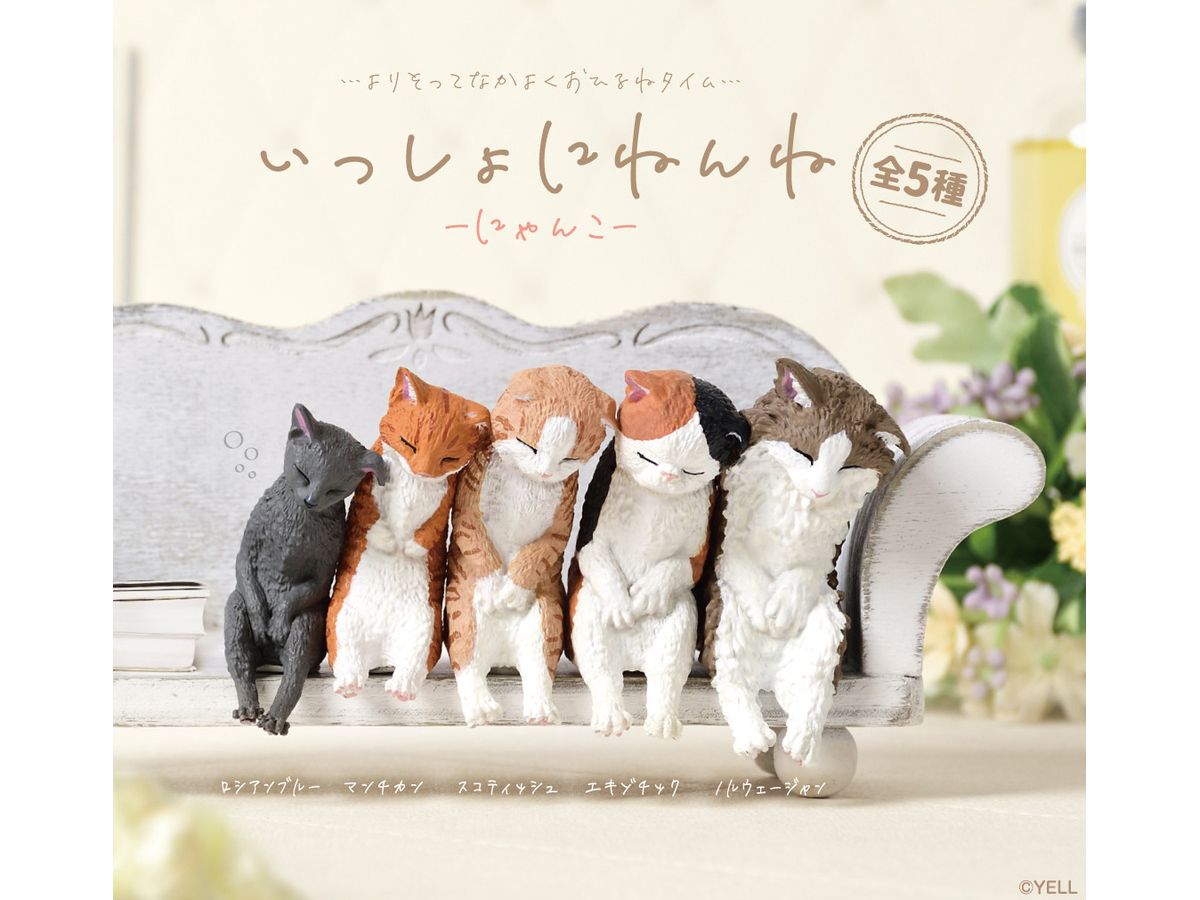 Sleep Together Cat: 1Box (10pcs)